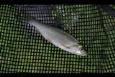 IMG 4605 (Small)